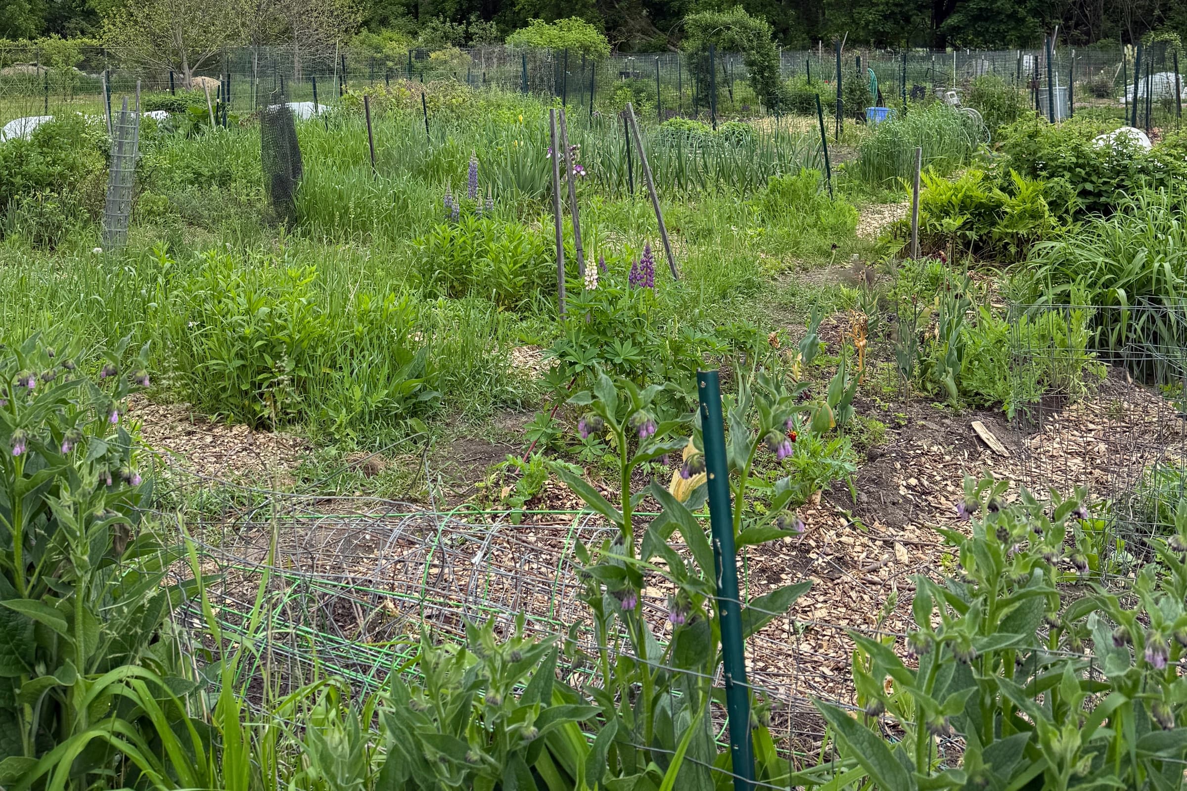 Garden Background